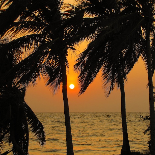 Zdjęcie palmy przy zachodzie słońca