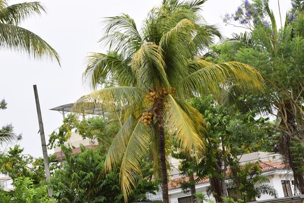 Palmy w historycznym parku Guayaquil