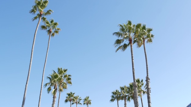 Palmy w Los Angeles, Kalifornia, USA. Santa Monica lub plaża w Wenecji. Błękitne niebo i palmy.
