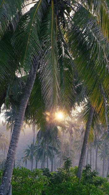 Palmy w porannej mgle w promieniach słońca