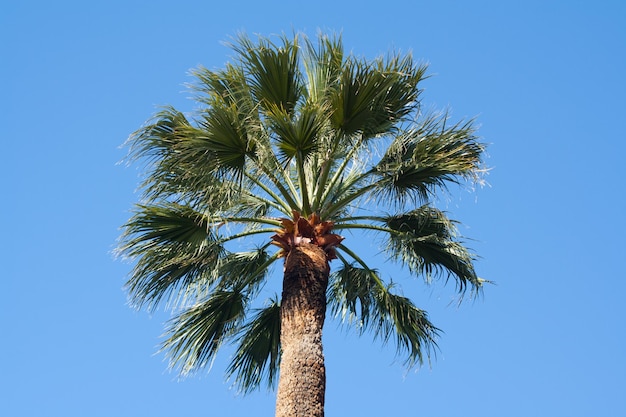 Zdjęcie palmy w śródziemnomorskim kurorcie nice cote d'azur we francji