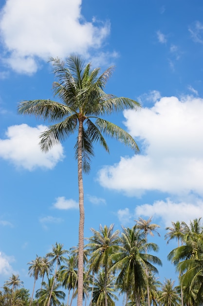 Palmy w tropikalnym miejscu