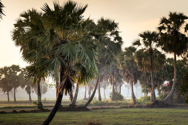 Palmy w zieleni pokrytej trawą Zdjęcie pola