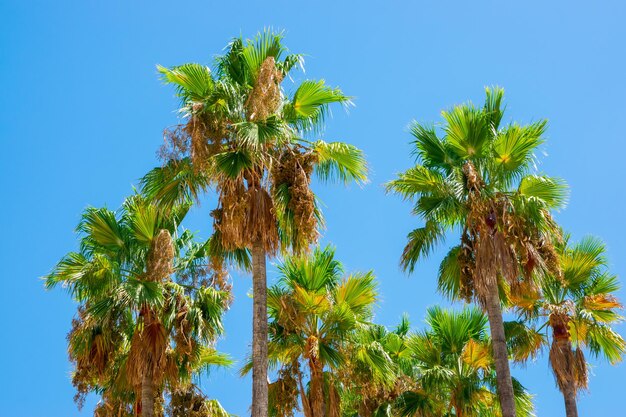 Zdjęcie palmy w zielonej oazie na wakacje oazy niebieskie