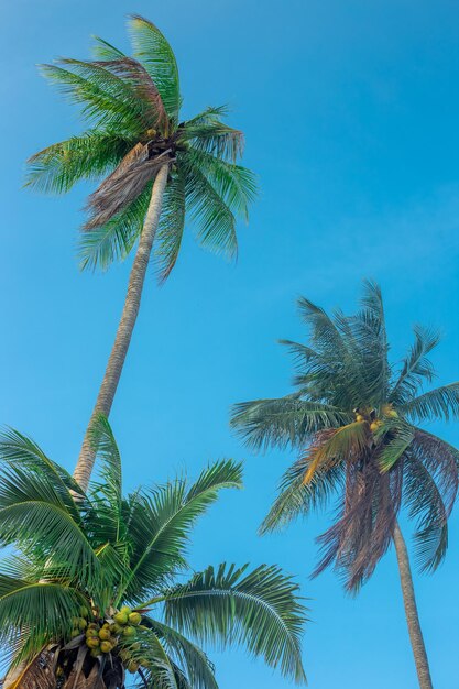 palmy z kokosami na tle niebieskiego nieba Podróże i turystyka