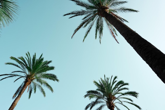 palmy z niebieskim tle nieba klimat tropikalny