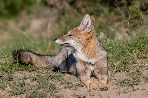 Pampas Lis szary ziewanie w środowisku trawy Pampas Prowincja La Pampa Patagonia Argentina