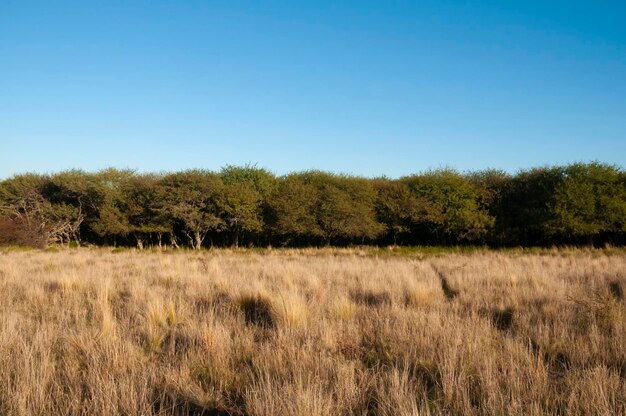 Pampas trawa krajobraz La Pampa prowincja Patagonia Argentyna