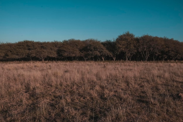 Pampas trawa krajobraz La Pampa prowincja Patagonia Argentyna