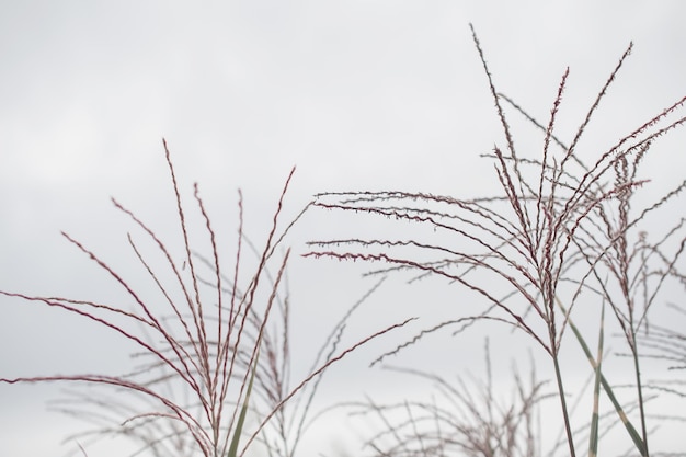 Pampasowa trawa Reed Abstrakcjonistyczny naturalny tło