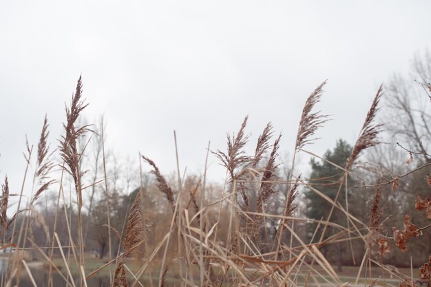 Zdjęcie pampasowa trawa reed abstrakcjonistyczny naturalny tło