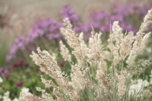 Pampasowa trawa Reed Abstrakcjonistyczny naturalny tło