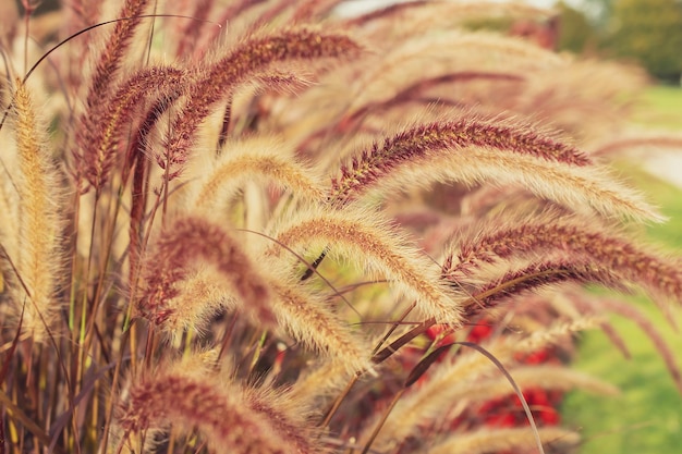 Pampasowa trawa Reed Abstrakcjonistyczny naturalny tło