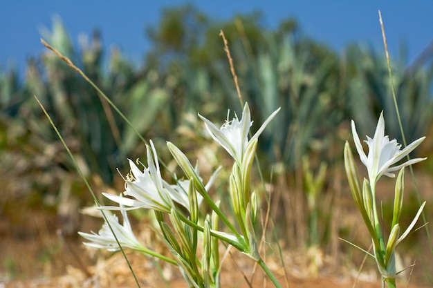 Zdjęcie pancratium morze lub lilia morska