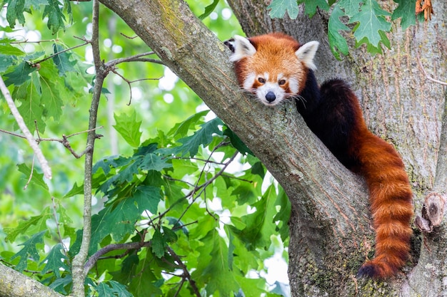 Panda czerwona - Ailurus Fulgens - portret. Słodkie zwierzę odpoczywające leniwie na drzewie, przydatne do koncepcji środowiska.