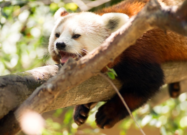 Panda czerwona Dzikie zwierzę odpoczywające na gałęzi