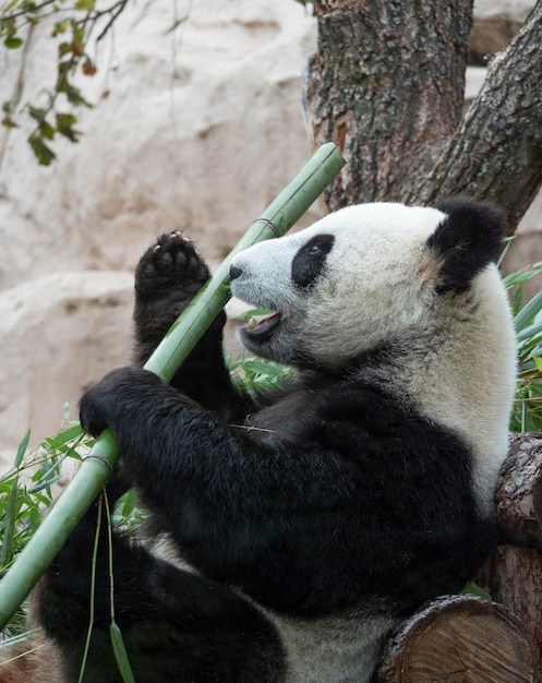 Panda idzie na tle zielonej trawy