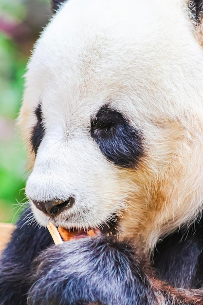 Panda jedząca bambusowy kij