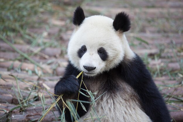 Panda Jedząca Roślinę Bambusową W Zoo