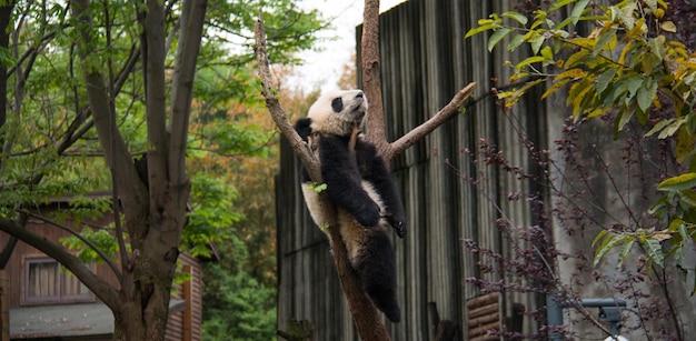 Zdjęcie panda na pniu drzewa