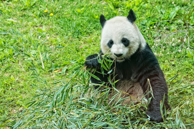 Panda wielka jedząc bambusa portret