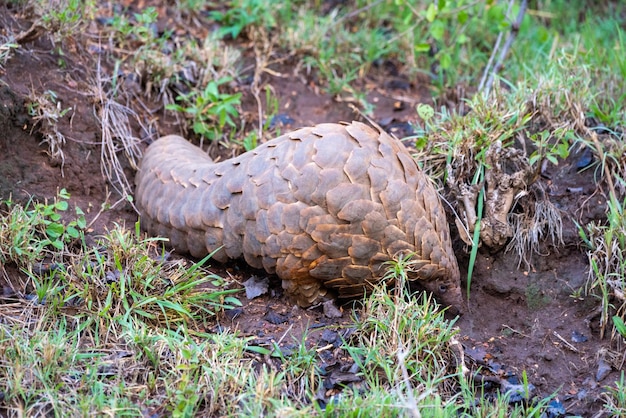 Zdjęcie pangolin chodzi po trawie na brzegu