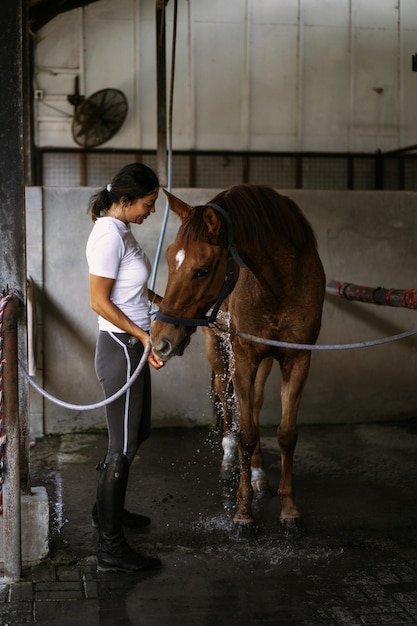 Pani groomer opiekuje się i czesze sierść konia po zajęciach hipodromu. Kobieta opiekuje się koniem, myje konia po treningu.