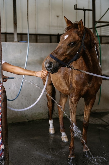 Pani Groomer Opiekuje Się I Czesze Sierść Konia Po Zajęciach Hipodromu. Kobieta Opiekuje Się Koniem, Myje Konia Po Treningu.