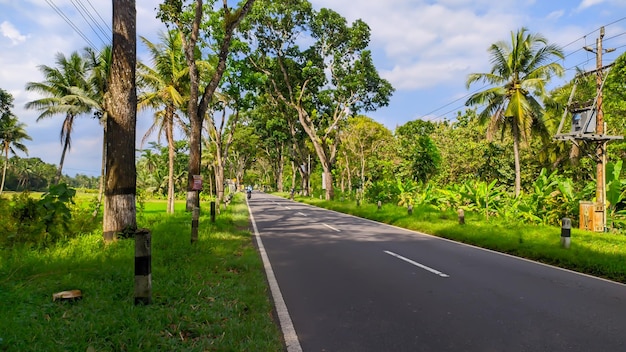 panorama autostrady z drzewami wokół Jawy w Indonezji