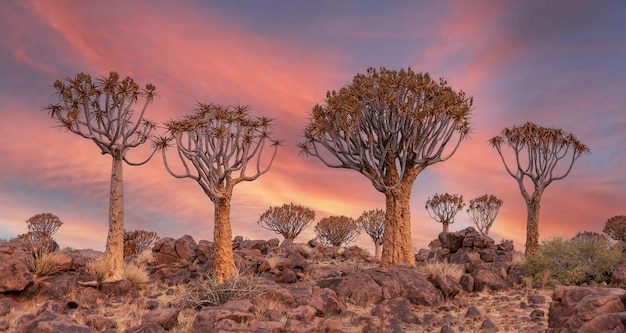 Panorama. Drzewa kołczanu lub dychotoma aloesu w lesie kołczanu o zachodzie słońca, Kitmanshoop, Namibia. Afryka