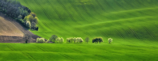 Panorama fal polnych z kwitnącymi drzewami