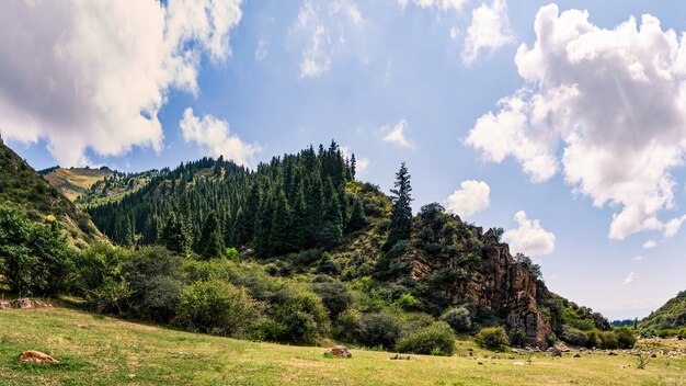 Panorama górskiej doliny latem