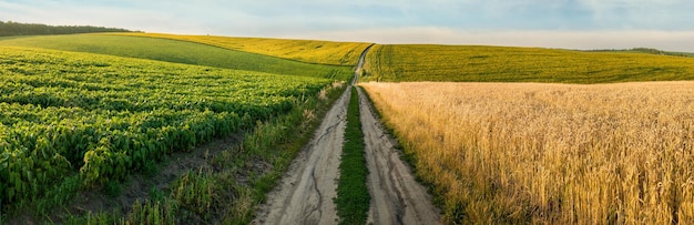 Panorama gruntów rolnych, zielone pole soi i po drugiej stronie drogi gruntowej naprzeciwko dojrzałego pola pszenicy