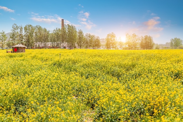 Panorama kwitnącego pola, żółty rzepak