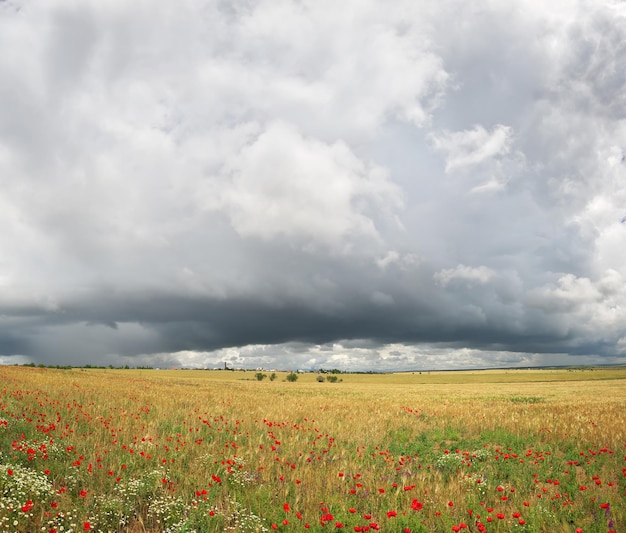 Panorama łąki pszenicy i maku Kompozycja panoramy przyrody