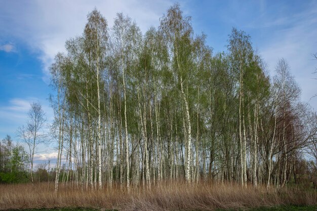 Panorama lasu brzozowego ze światłem słonecznym, błękitnym niebem, ładnym widokiem