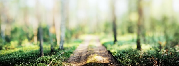 Panorama leśna bokeh piękny krajobraz zielonej trawy