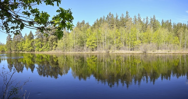 Panorama leśnej rzeki wiosną