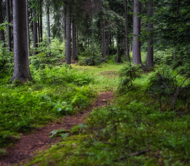 Panorama letniego lasu Świeże rośliny w lesie Naturalne tło Las po deszczu Obraz na tapetęxA