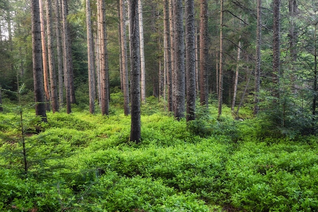 Panorama letniego lasu Świeże rośliny w lesie Naturalne tło Las po deszczu Obraz na tapetęxA