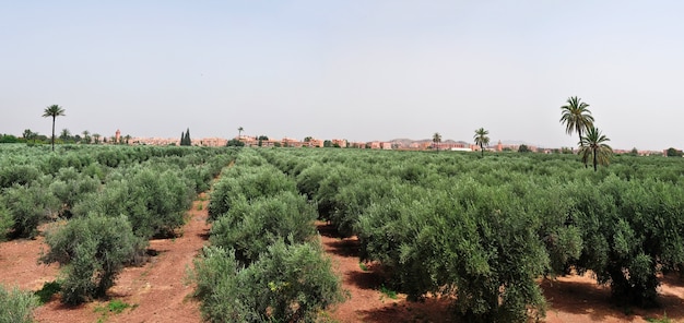 Panorama Marrakeszu