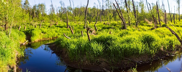 Panorama piękne tło bagna Wśród lasów i zieleni Z naturą zrelaksowaną i jasnym błękitnym niebem z chmurą w tle