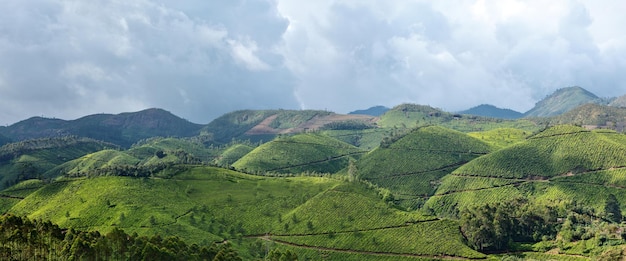 Panorama plantacji herbaty