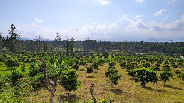 panorama pól drzew longan z czystym niebem w indonezji