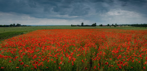 Zdjęcie panorama pola z dzikimi makami i burzliwym niebem