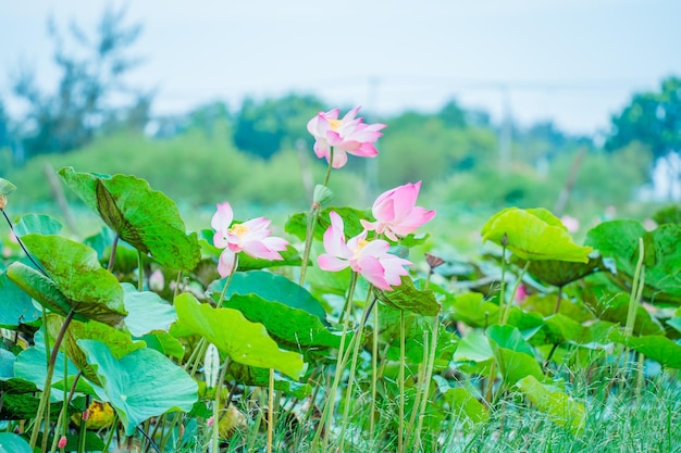 Panorama stawów lotosowych w spokojnej i cichej okolicy To kwiat Buddy