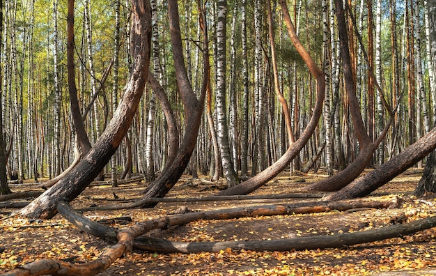 Panorama tańczącego lasu pewnego jesiennego dnia w regionie Riazań w Rosji.