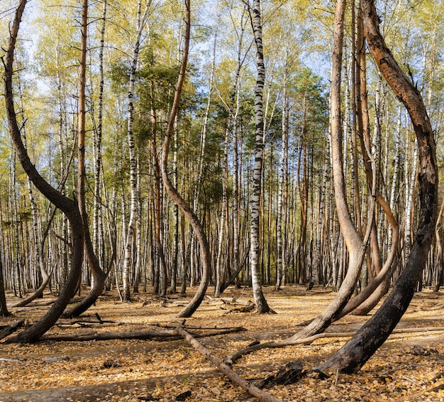 Panorama tańczącego lasu pewnego jesiennego dnia w regionie Riazań w Rosji.