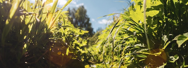 Panorama tła naturalnego krajobrazu zielonych źdźbeł trawy z bliska Piękny naturalny krajobraz wsi z silnym rozmytym tłem