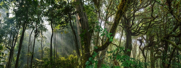 Panorama Transparent Tło Sceny Krajobrazowej Lasów Tropikalnych Do Wykorzystania W Koncepcji Ekologii środowiskowej I Zrównoważonej Energii Lub Dzikiego Drewna Dnia Ziemi Scenicznego Wykorzystania Do Tapety Spa I Turystyki